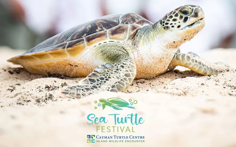 Grand Cayman Turtle Farm