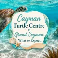 Green sea turtle in turquoise Caribbean water with the title Cayman Turtle Centre in Grand Cayman: What to Expect.