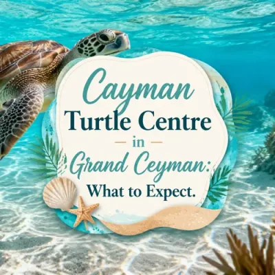 Green sea turtle in turquoise Caribbean water with the title Cayman Turtle Centre in Grand Cayman: What to Expect.
