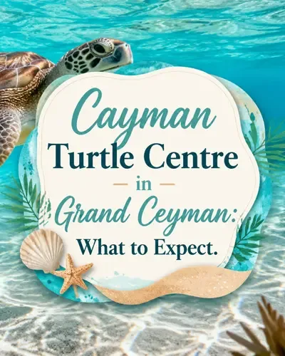 Green sea turtle in turquoise Caribbean water with the title Cayman Turtle Centre in Grand Cayman: What to Expect.