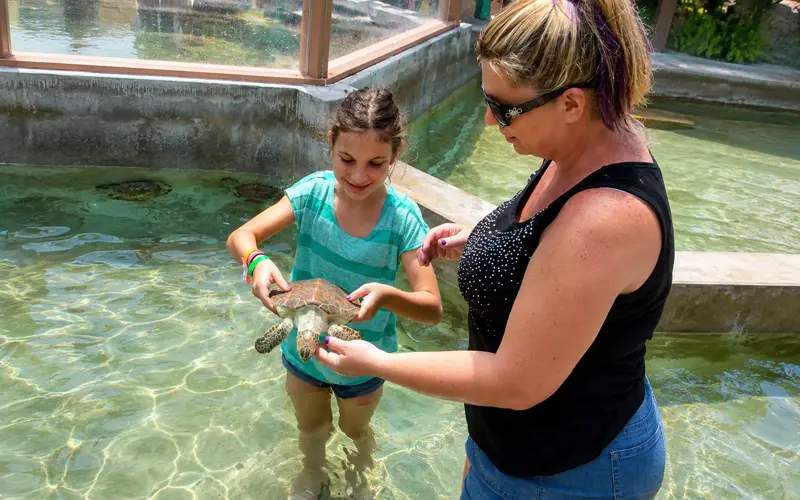 Girl holding a young sea turtle during a family visit to Cayman Turtle Centre in Grand Cayman.