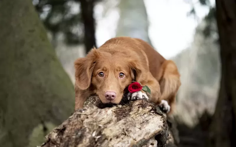 Valentine's Day For Pets