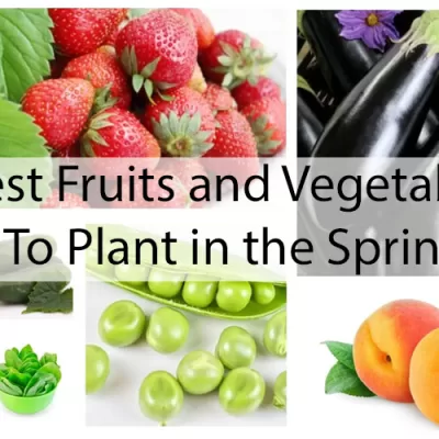 The Best Fruits and Vegetables to Plant in the Spring