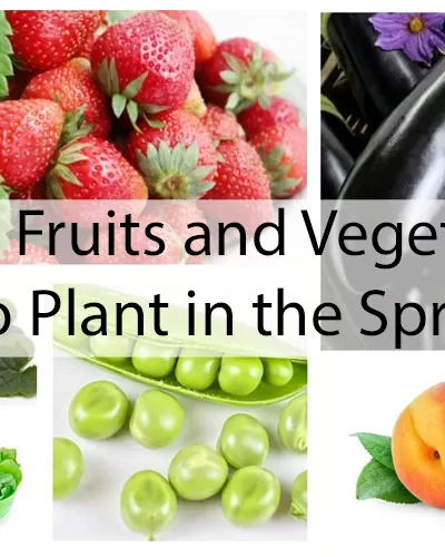 Best Fruits and Vegetables to Plant in the Spring