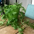 Growning Watermelon in Containers