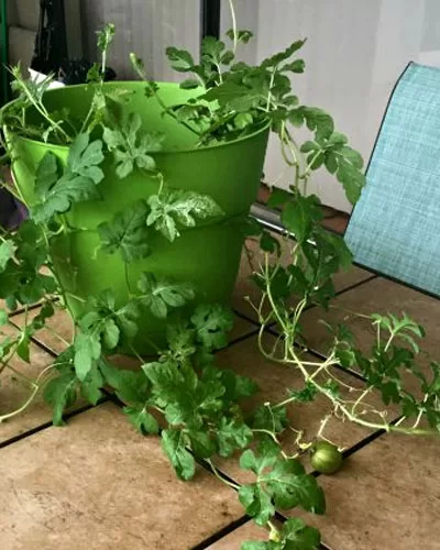 Growning Watermelon in Containers