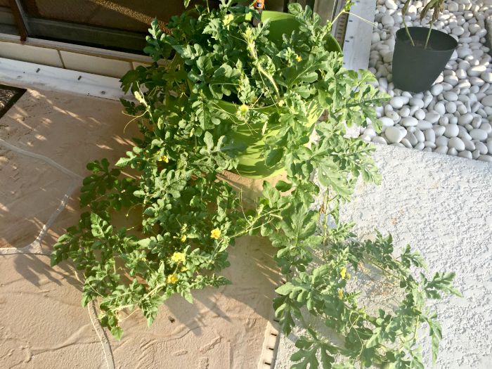 Growing Watermelon in Containers