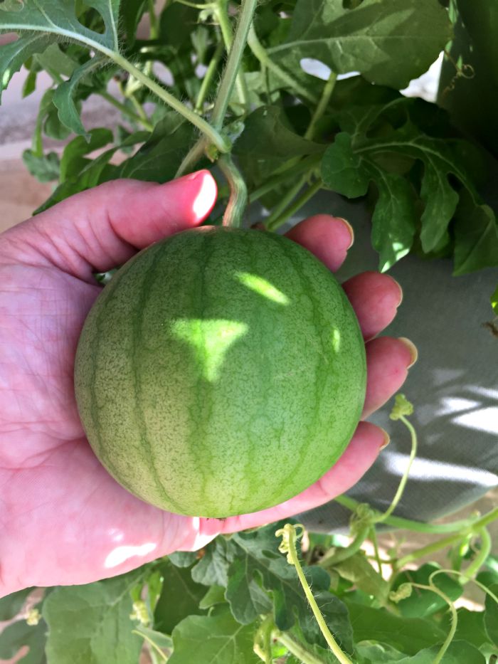 Growing Watermelon in Containers