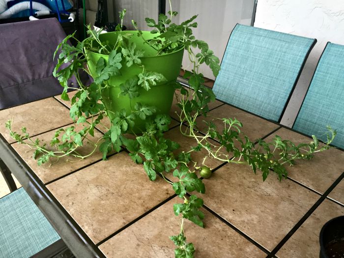 Growing Watermelon in Containers