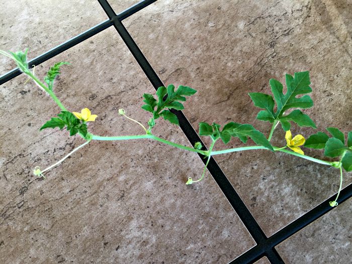 Watermelon Flowers