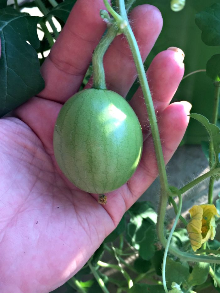 Growing Watermelon in Containers