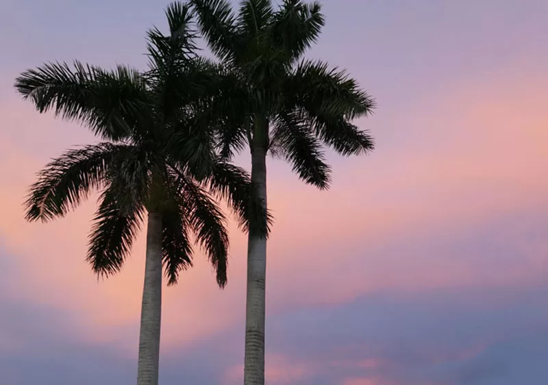 Palm trees silhouetted against a pink and lavender South Florida sunset