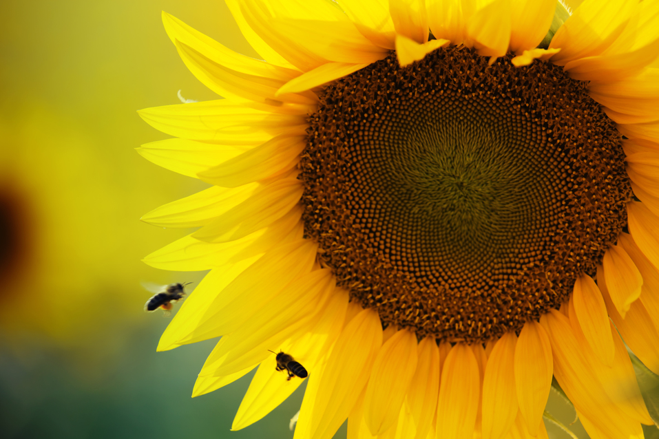 Beautiful sunflower in the field