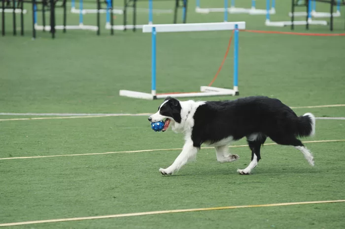 Spoil Your Pets Playground