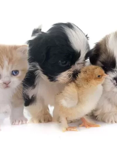 Spoil Your Pets