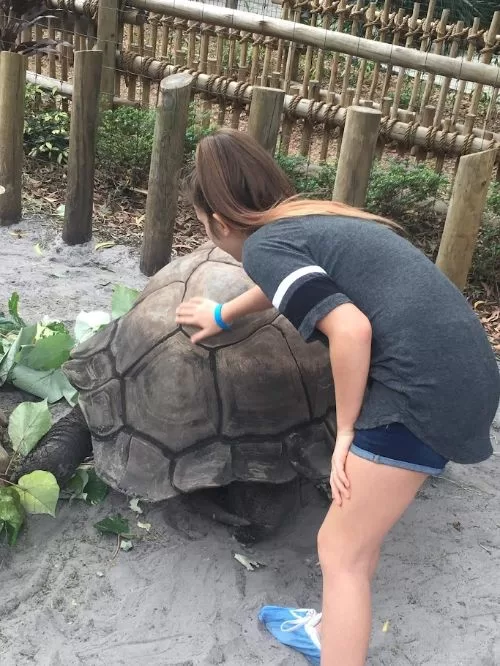 Girl touching the shell of an Aldabra tortoise at the Palm Beach Zoo