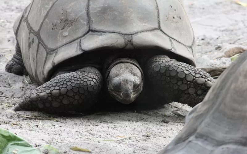 Aldabra tortoise resting in the sand at the Palm Beach Zoo