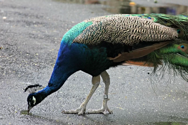 Peacock at the Palm Beach Zoo