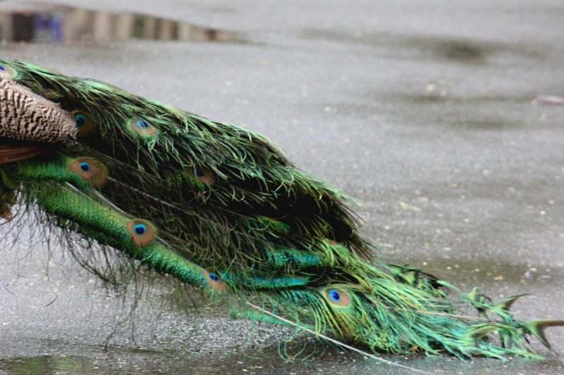 Peacock at the Palm Beach Zoo