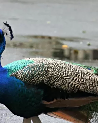 Peacock at Palm Beach Zoo