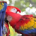 Macaw at the Palm Beach Zoo