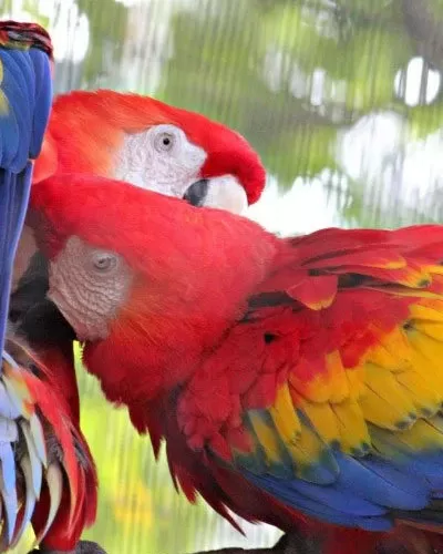 Macaw at the Palm Beach Zoo