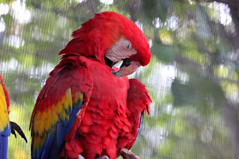 Macaw at the Palm Beach Zoo