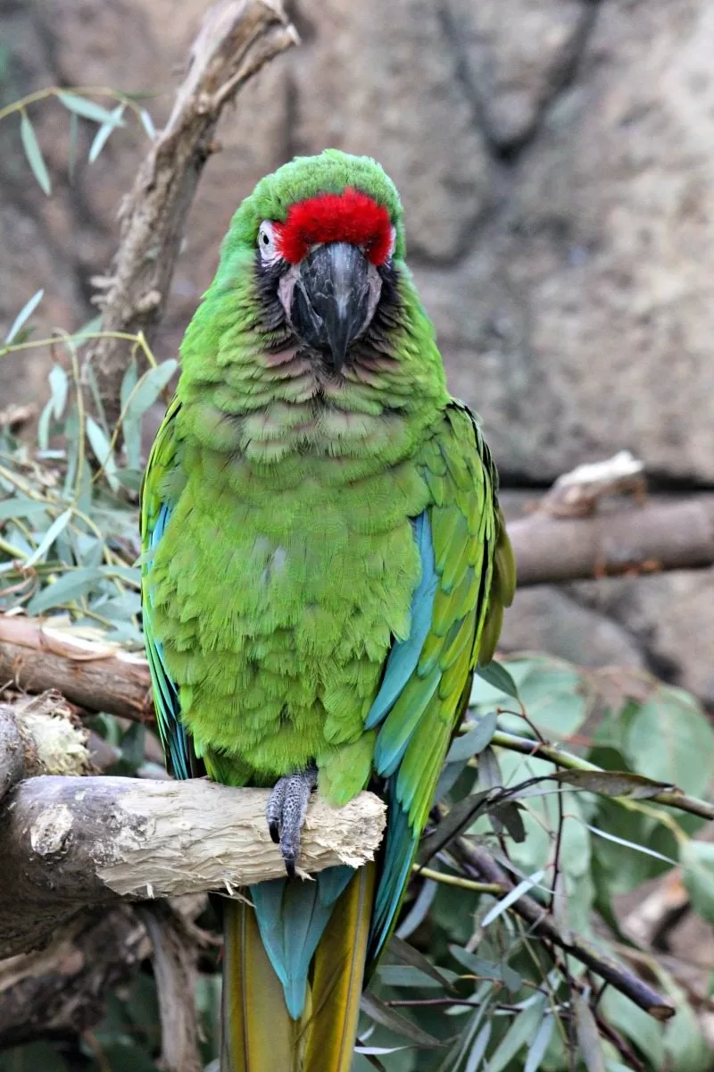 Macaw at the Palm Beach Zoo