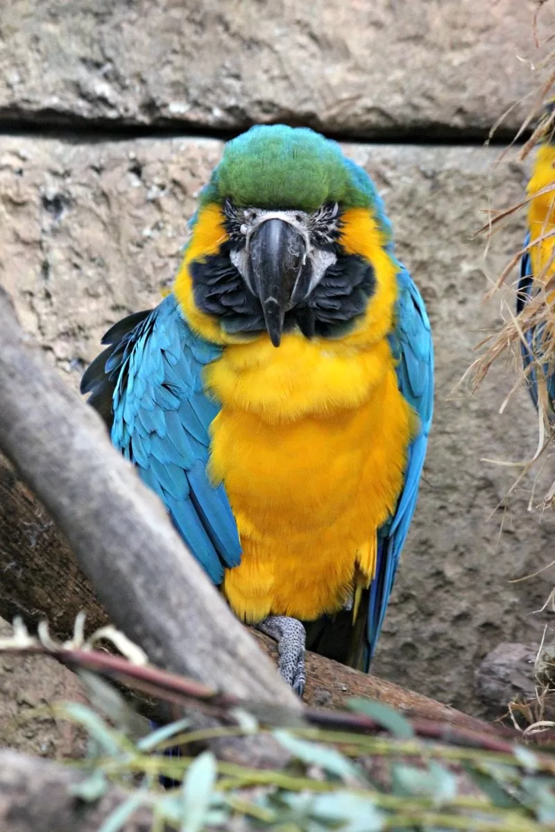 beautiful colorful birds