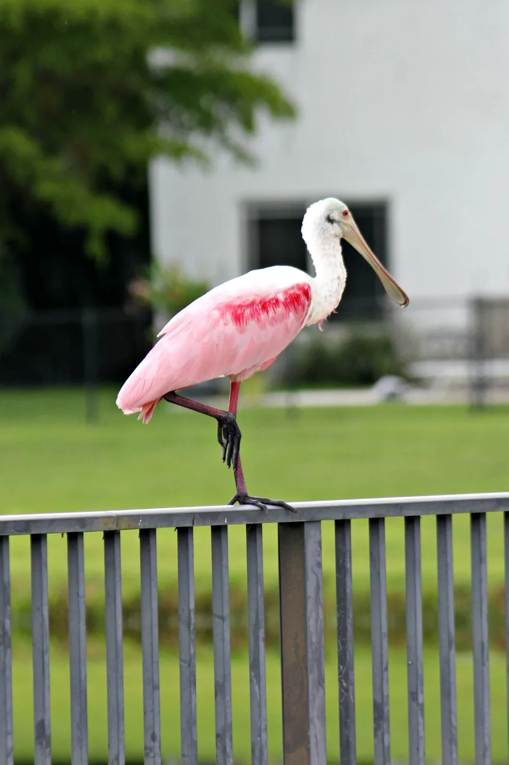 Roseate Spoonbill