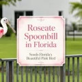 Roseate spoonbill perched on a fence with a centered title design for a Florida wildlife article.
