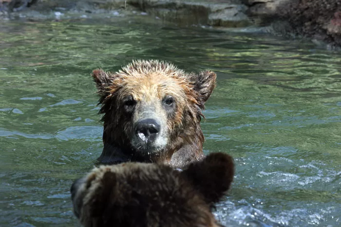 Bear Siblings