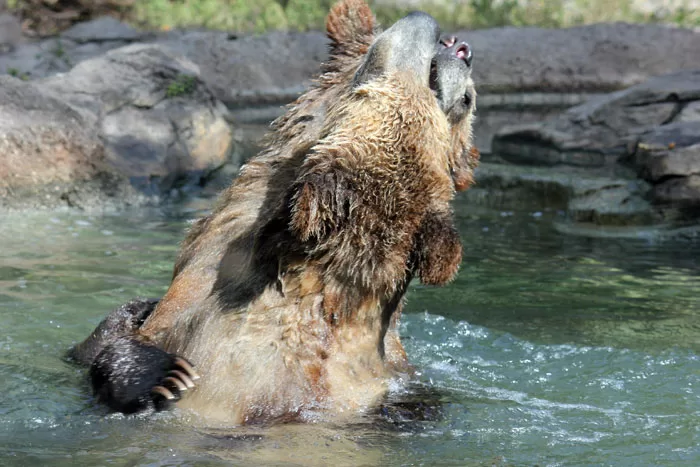 Palm Beach Zoo Grizzly Bears