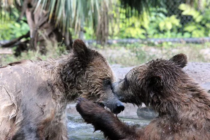 Palm Beach Zoo Grizzly Bears