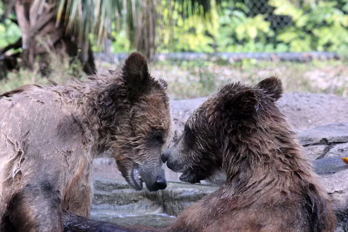 Palm Beach Zoo Grizzly Bears