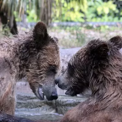 Beary Friendly: Palm Beach Zoo Series