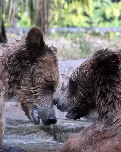 Grizzly Bears at the Palm Beach Zoo