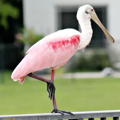 Roseate Spoonbill