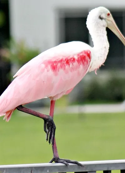 Roseate Spoonbill