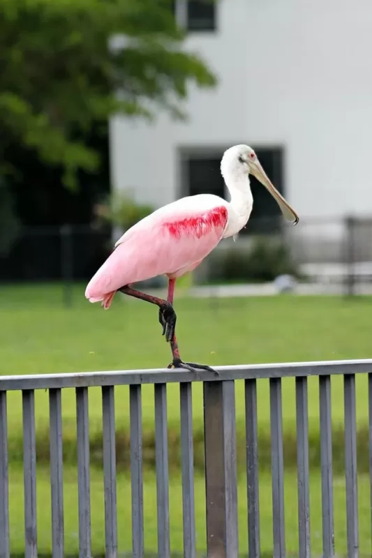 Roseate spoonbill perched on a backyard fence in South Florida