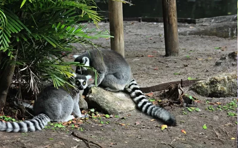 Lemurs at the Palm Beach Zoo