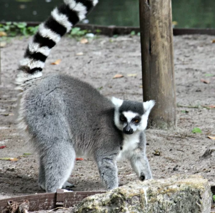 Lemurs at the Palm Beach Zoo