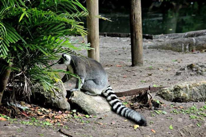 Lemurs at the Palm Beach Zoo