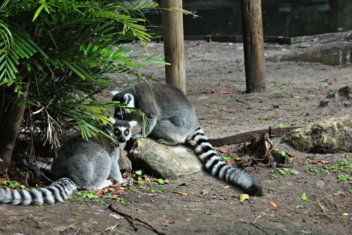 Lemurs at the Palm Beach Zoo