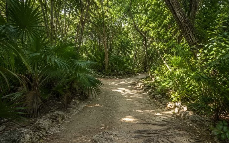 Shaded South Florida hardwood hammock trail with dense foliage, limestone edges, and exposed roots.