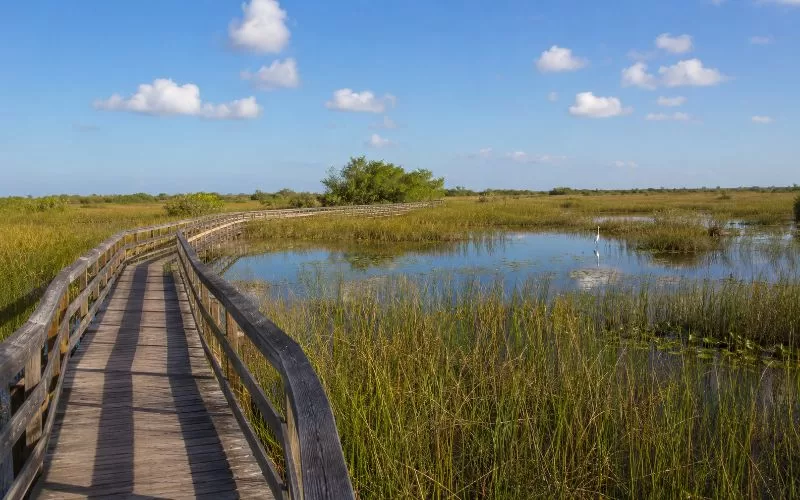 Everglades boardwalk trail through sawgrass marsh with water, native grasses, and a distant white bird.