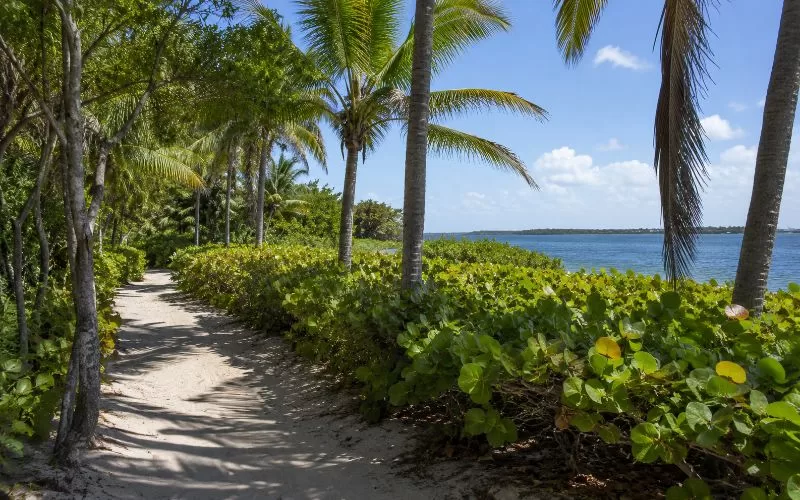 Coastal Miami nature trail with sea grape plants, palm trees, sandy ground, and blue water views.
