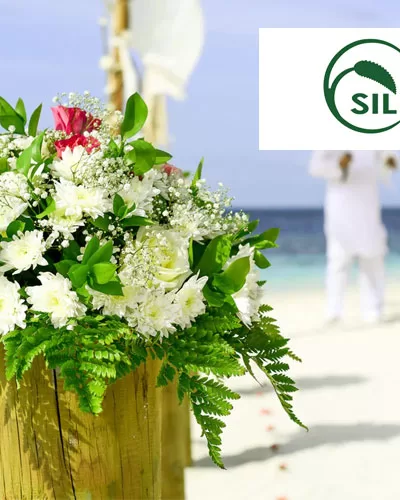 Silk Plants Direct Review