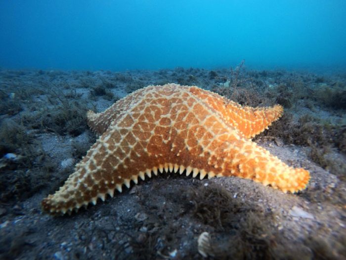 Close-up of an orange starfish underwater at Phil Foster Park