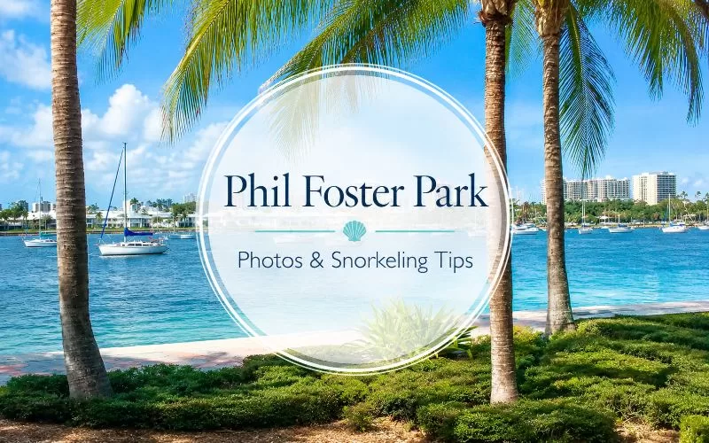 Phil Foster Park with palm trees, boats, and snorkeling tips text
